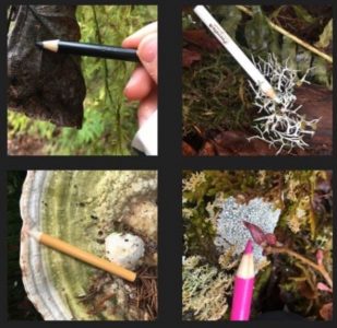 Place-Based Learning: using your senses and digital tools as you experience nature